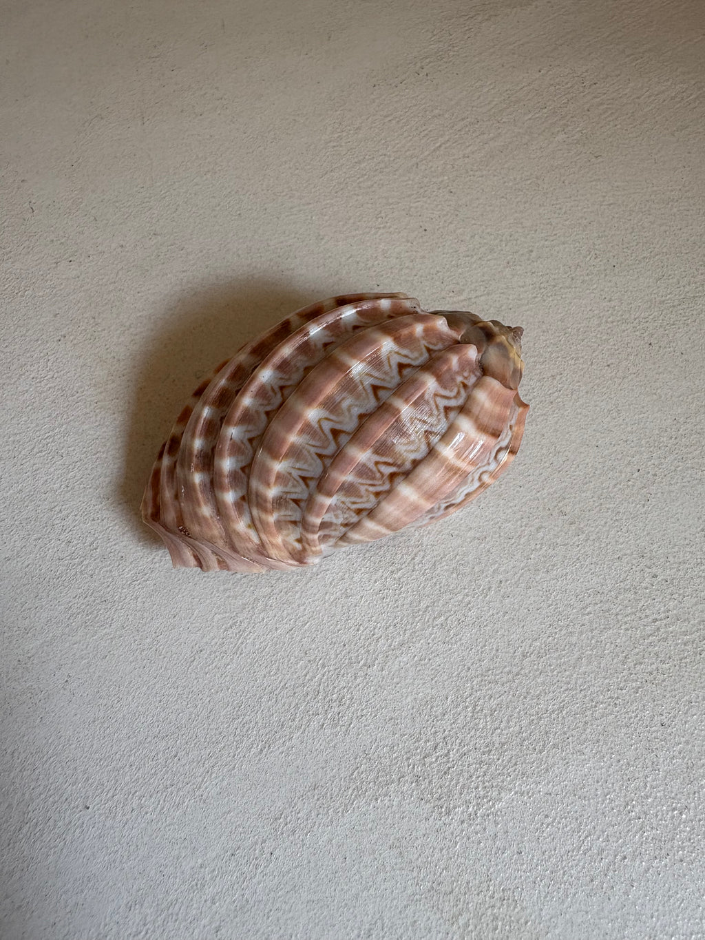 Cymbiola Nobilis ou Voluta Noble.