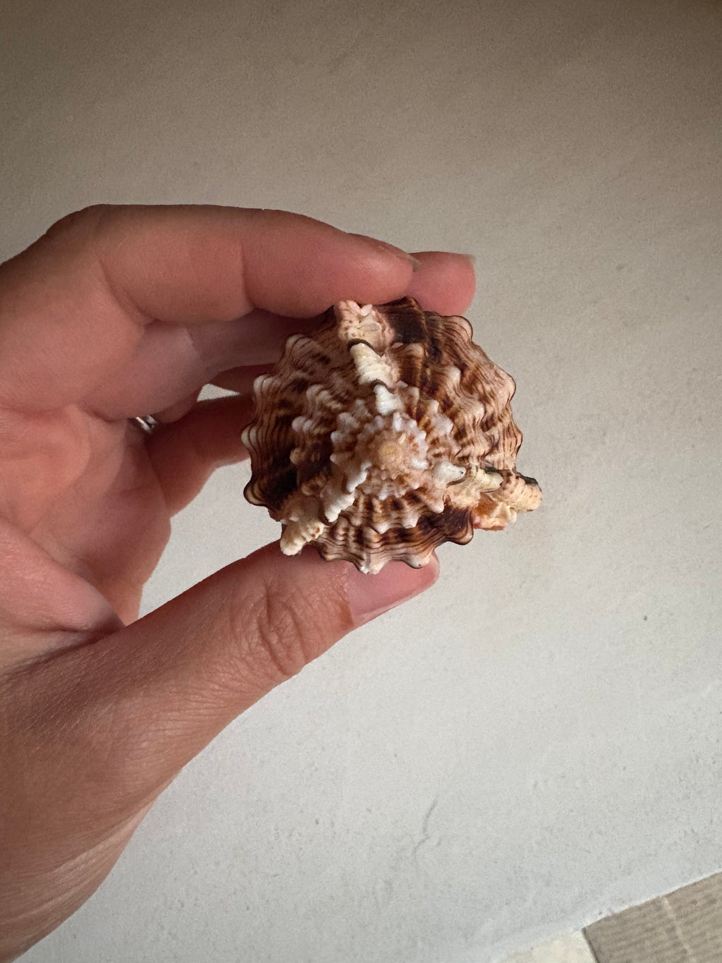 🐚 Murex Épineux – Coquillage naturel d’exception