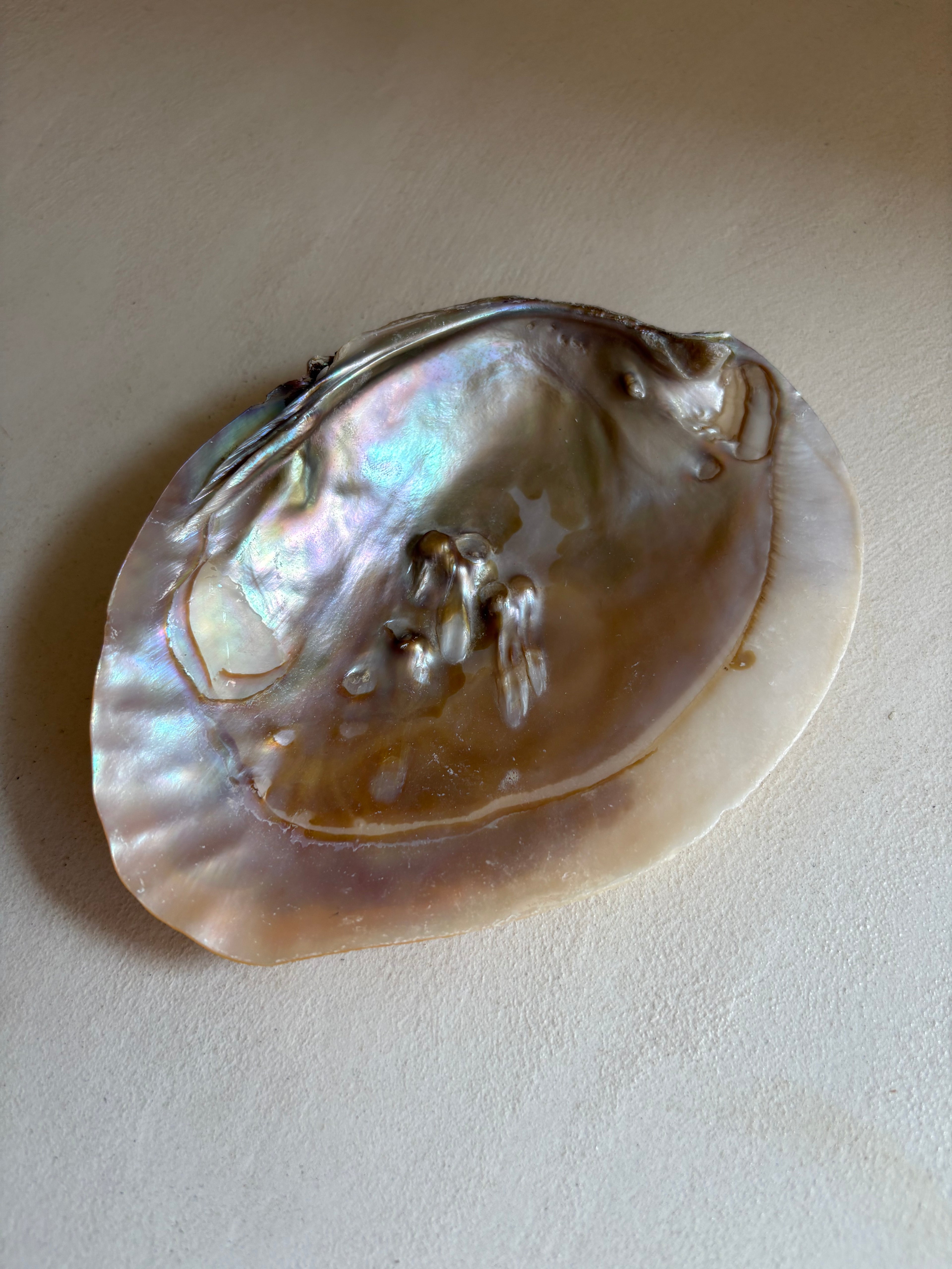 Coquille d’Ormeau Abalone