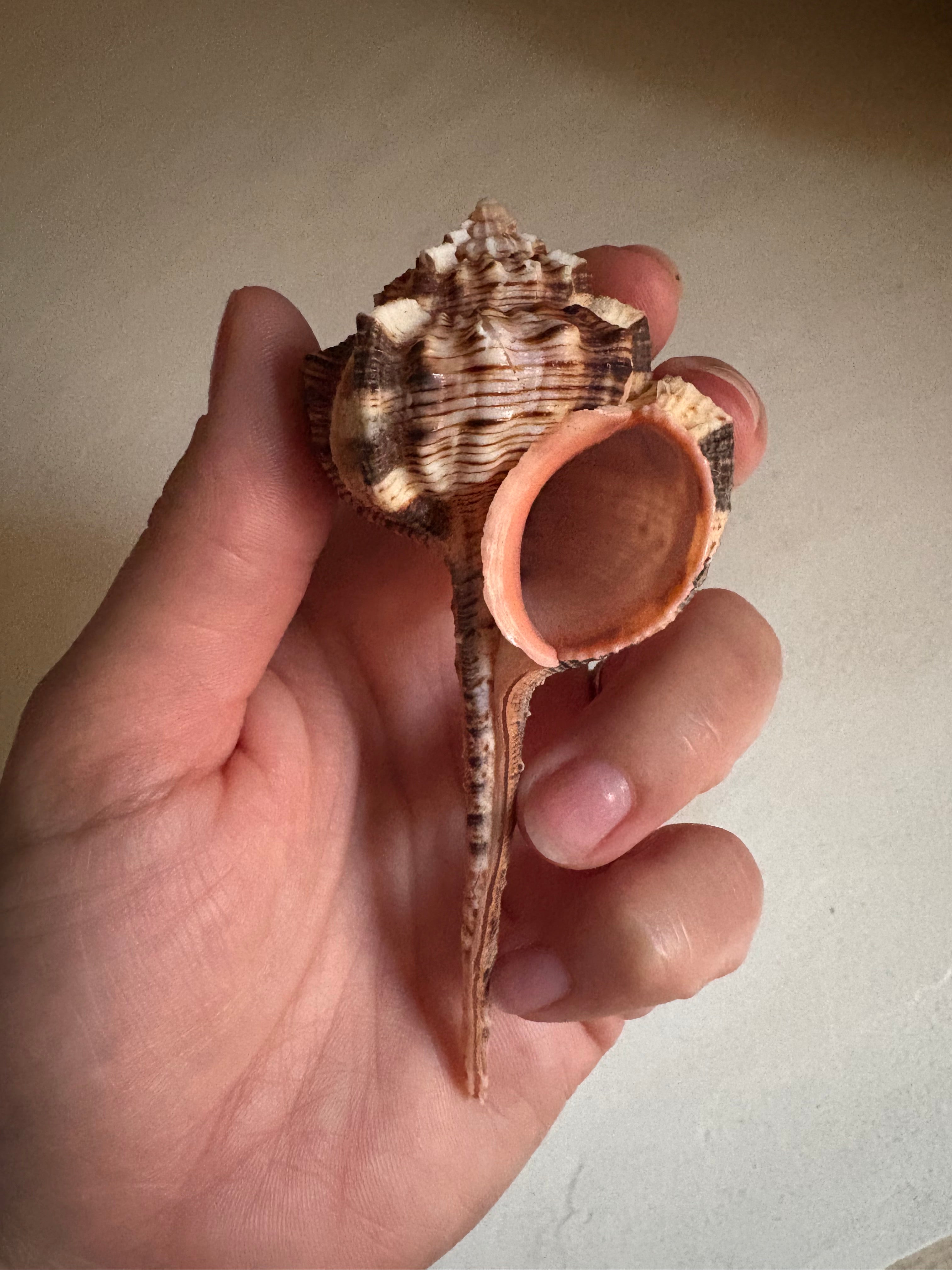 🐚 Murex Épineux – Coquillage naturel d’exception