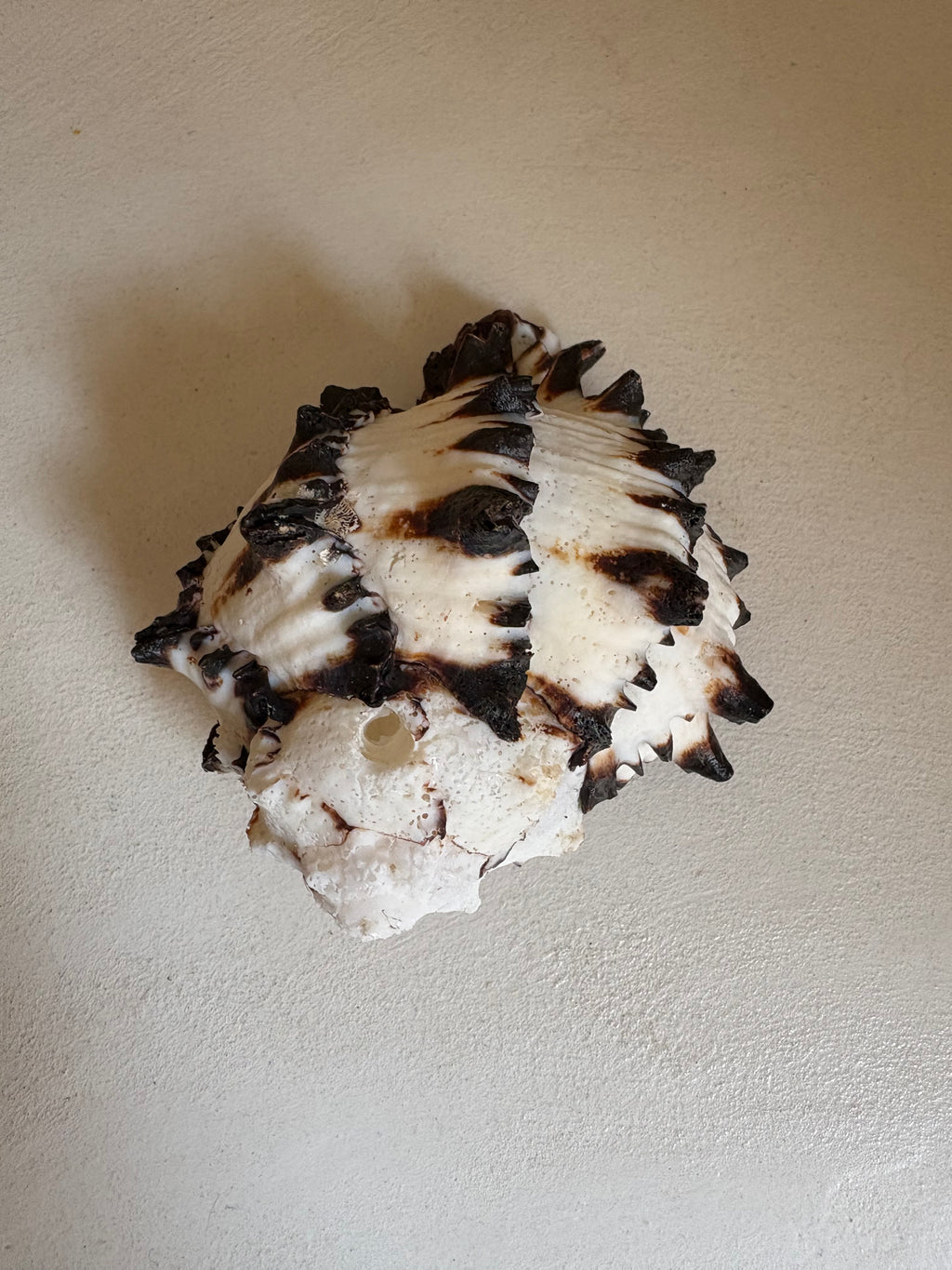 Chicoreus brunneus - Murex à pointes noires ou Murex noir & blanc