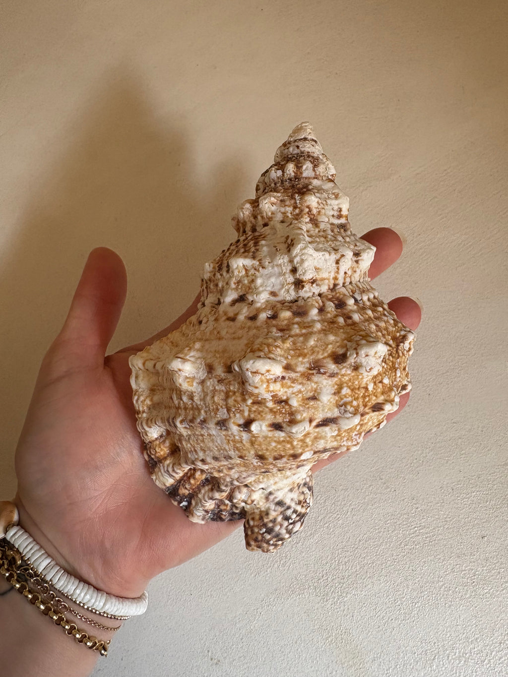 Cassis (Cassis cornuta)