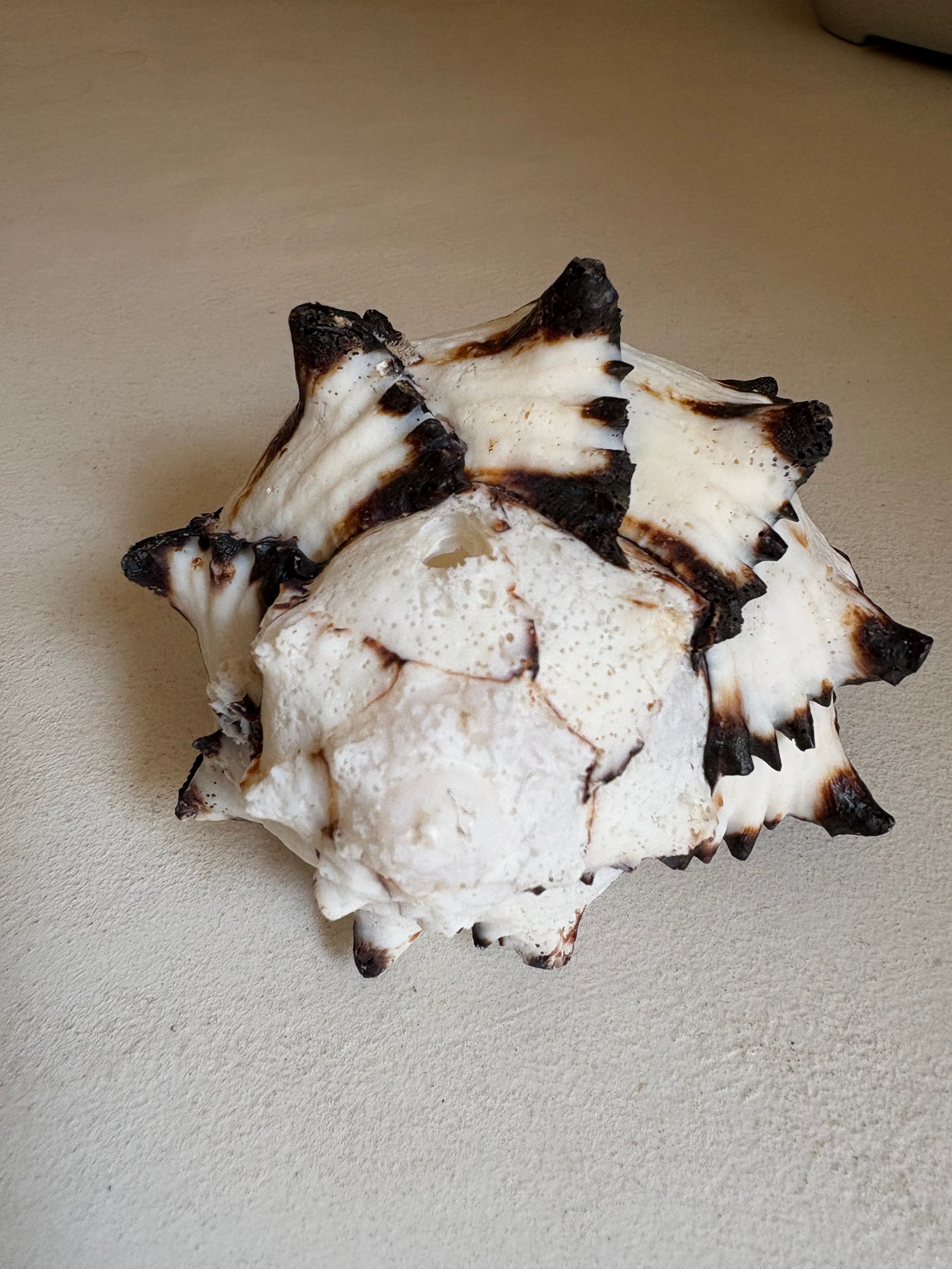 Chicoreus brunneus - Murex à pointes noires ou Murex noir & blanc