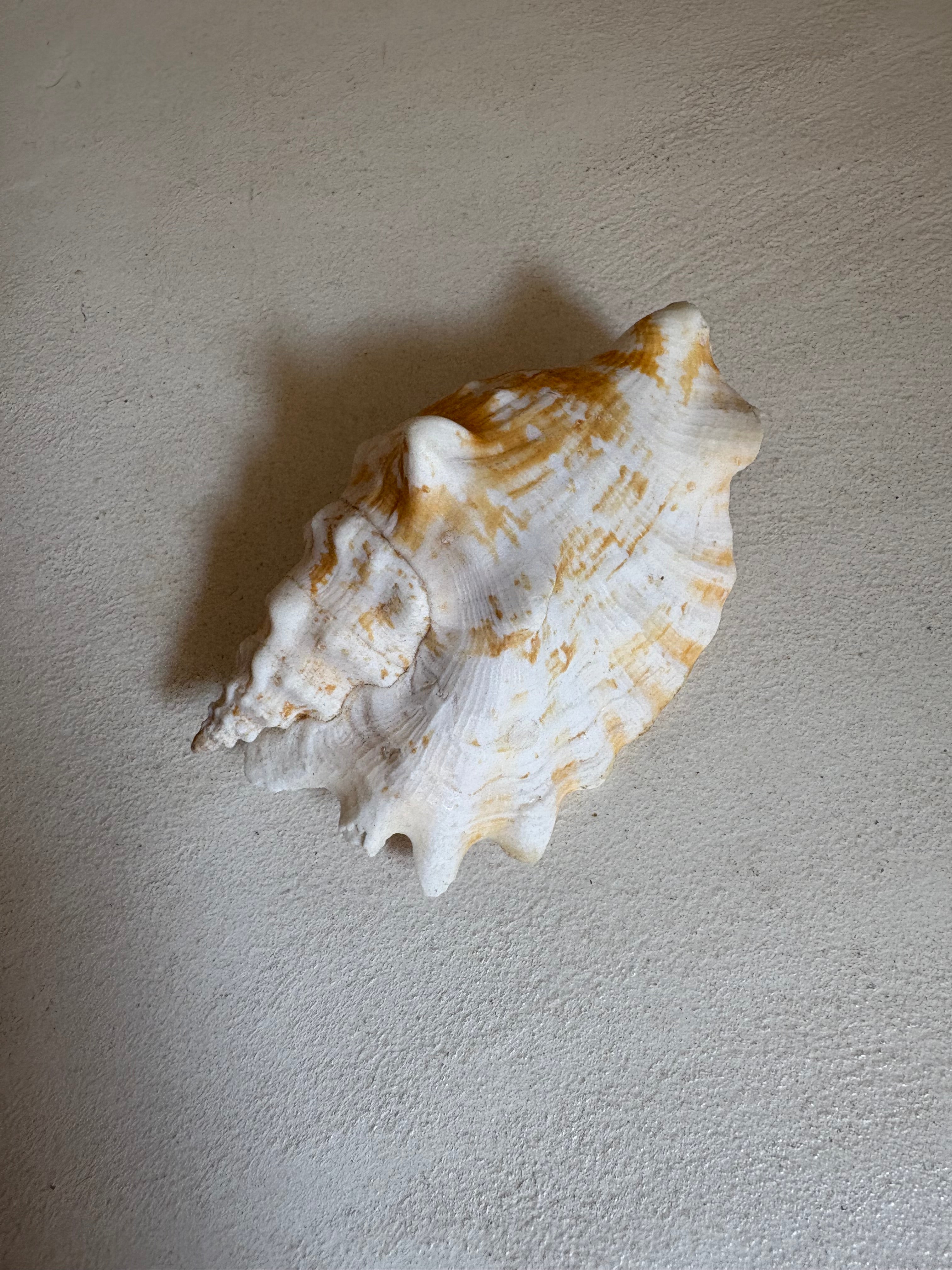 Chicoreus palmarosae (Petit Murex)