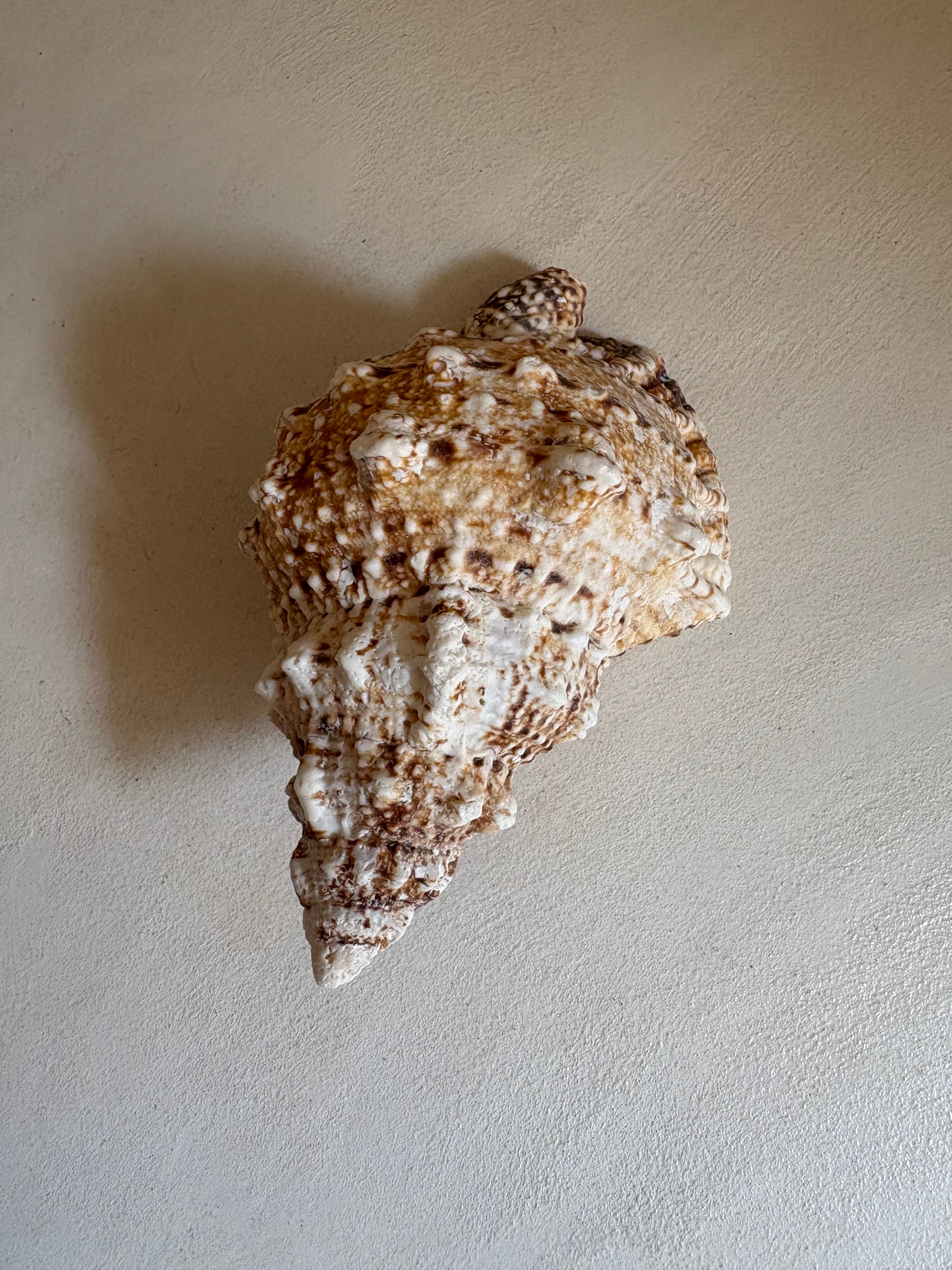 Cassis (Cassis cornuta)