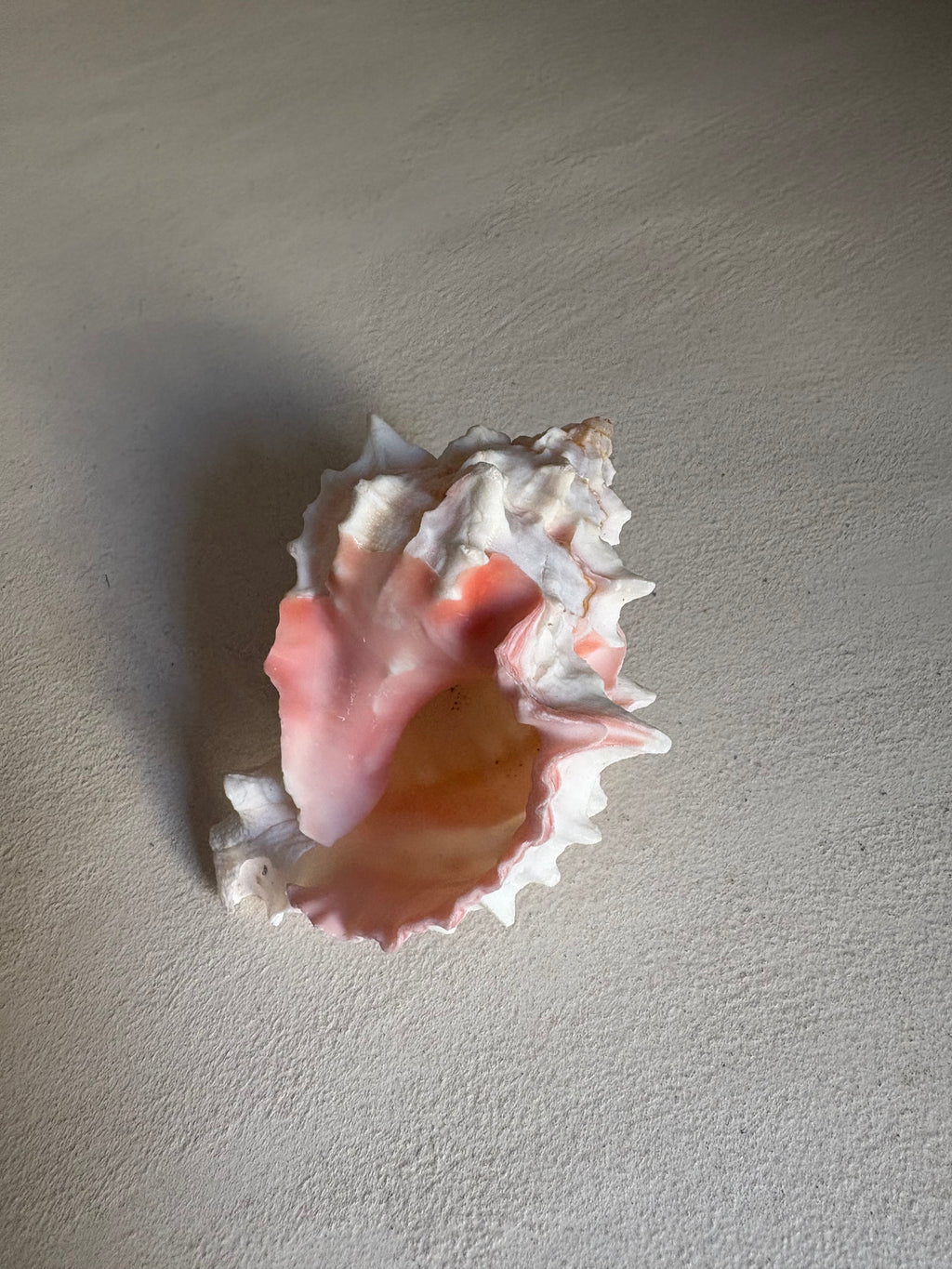 Petite Conque rose (Strombus gigas juvénile)