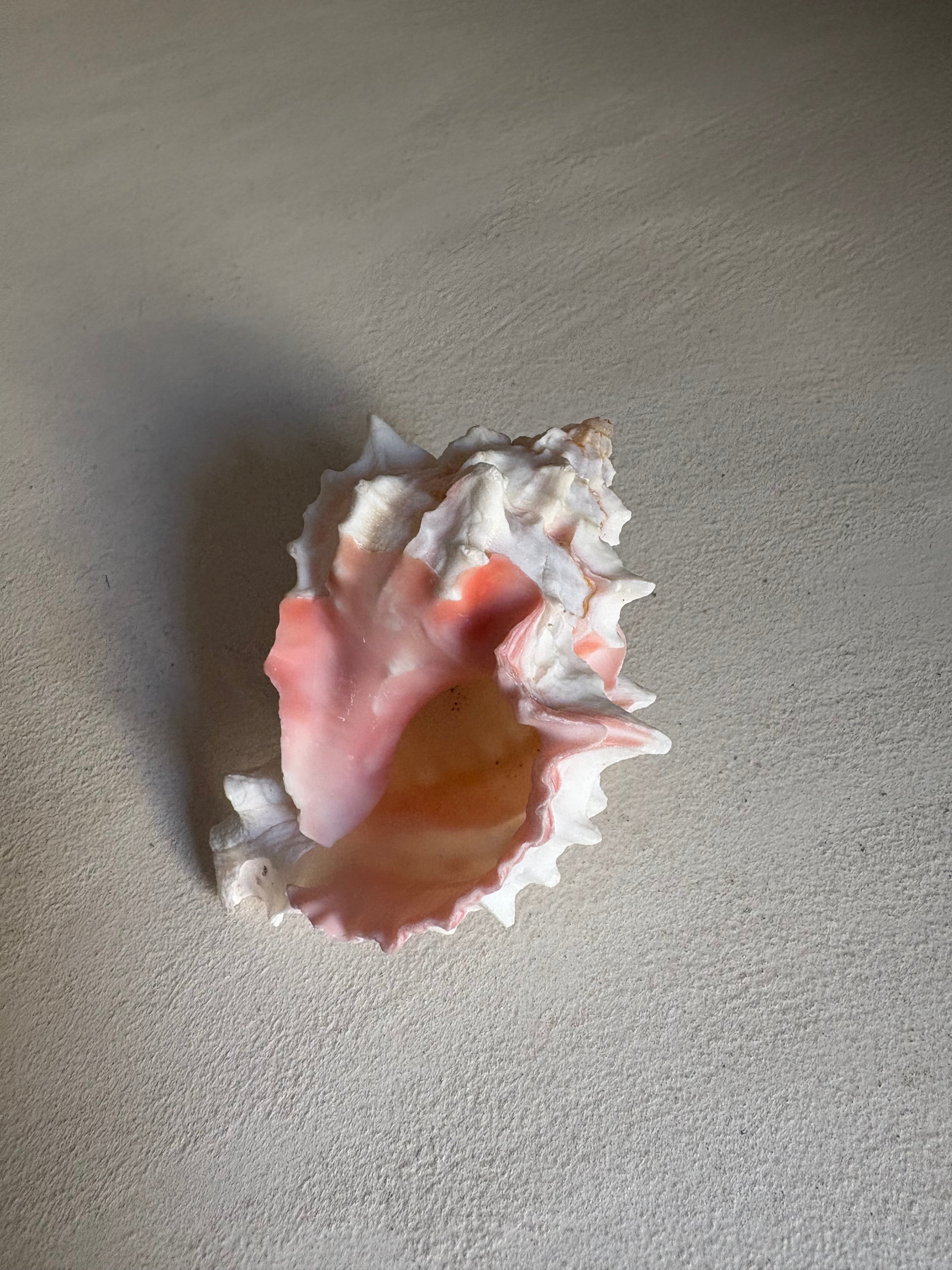 Petite Conque rose (Strombus gigas juvénile)