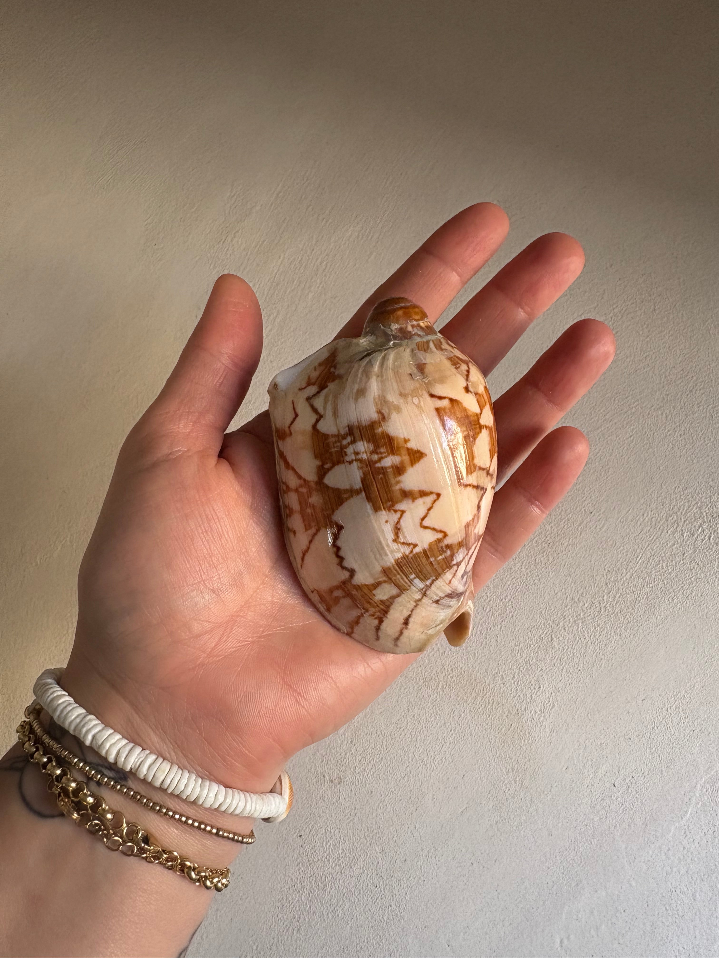 Cymbiola Nobilis ou Voluta Noble.